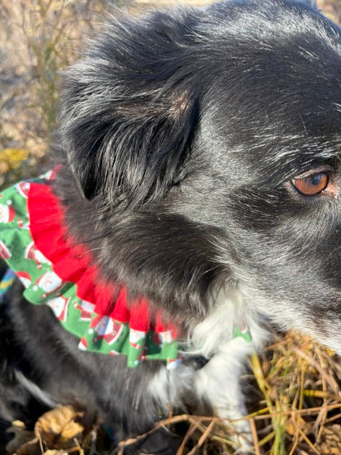 A close-up of Buddy the Border Collie wearing the Premium Chubby Santa Neck Ruffle in a red, green, and white chubby santa holiday patterned fabric.