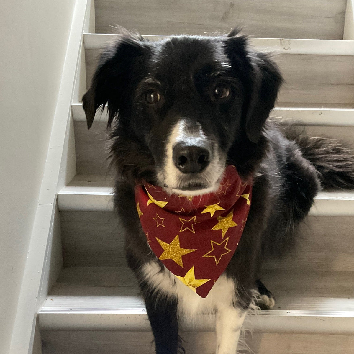 Buddy the black and white border collie is sitting on the stairs wearing a burgundy and red bandana with gold stars on it - Doggie Dekor