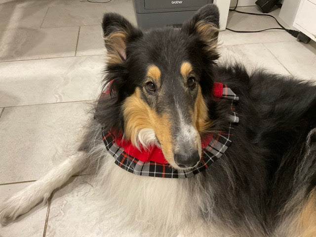 Luv the Rough Collie is wearing a dark plaid neck ruffle in blacks, reds, greys and whites with a red ruffle overlay - by doggie dekor calgary