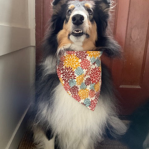 A adorable fluffy black, white and tan Rough Collie wearing a scrunchie dog bandana with a colorful fall floral pattern, sitting next to a white wall and a brown wooden door.
