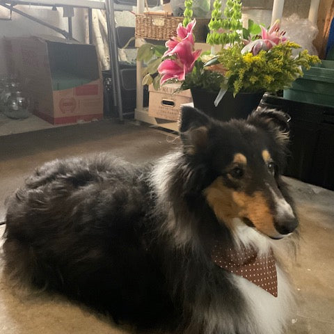 Luv the rough collie wearing a brown polka-dot scrunchie bandana while sitting in the flower shop storage room.