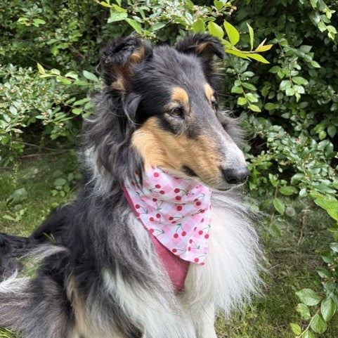 Luv the Rough Collie sitting beside a large green bush wearing a pink bandana with cherries on it.