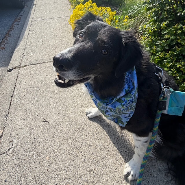 buddy the border collie wearing a blue bandana sitting next to a green garden