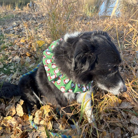 Buddy the Border Collie wearing a neck ruffle by Doggie Dekor in Calgary - the print is red green and white featuring a Santa printed fabric