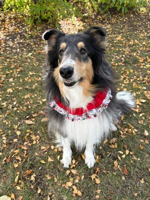 Peppermint Neck Ruffle | Premium | Doggie Dekor