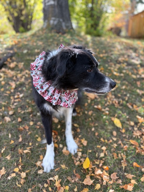 A border collie wearing a ruffled red and white patterned neck ruffle