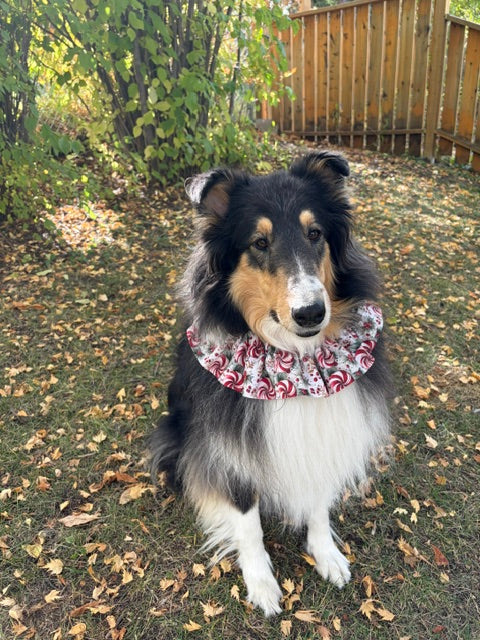 Luv the tri coloured rough collie wearing a peppermint printed fabric neck ruffle by doggie dekor calgary