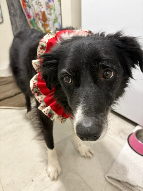 Buddy the Border Collie wearing a neck ruffle by doggie dekor in calgary featuring a retro peppermint fabric with a red overlay